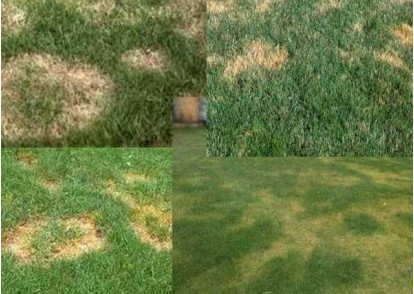 Почему желтеет газонная трава
