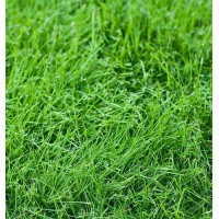 Трава для газона СANADA GREEN  "ECO" 